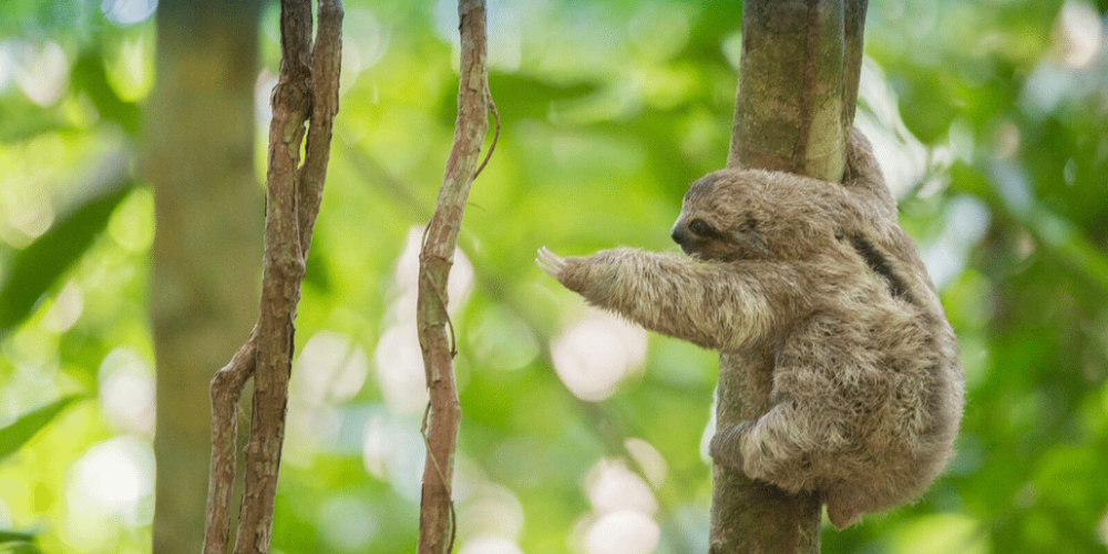 costa-rica-family-friendly-wildlife-volunteering-on-the-pacific-coast-1