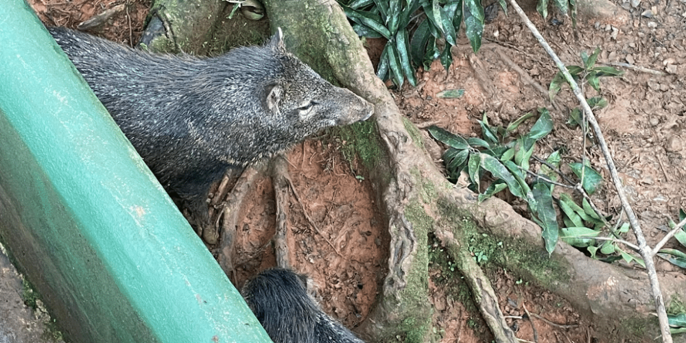 costa-rica-family-friendly-wildlife-volunteering-on-the-pacific-coast-112