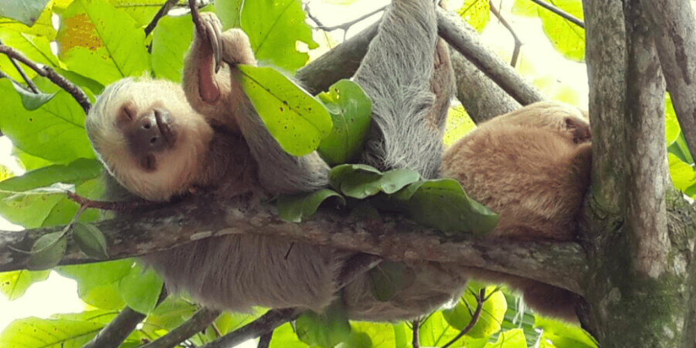 costa-rica-family-friendly-wildlife-volunteering-on-the-pacific-coast-151