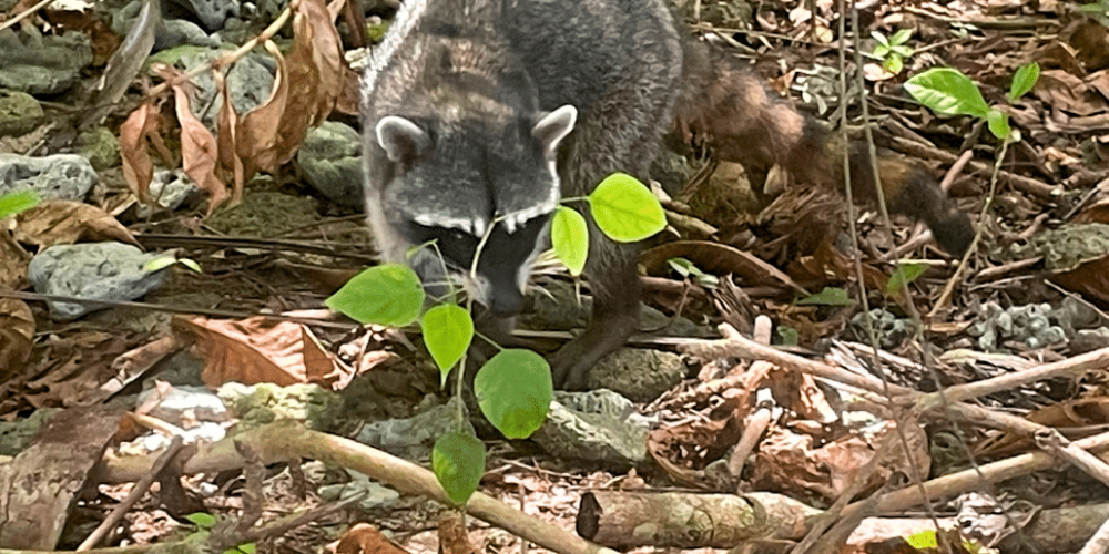 costa-rica-family-friendly-wildlife-volunteering-on-the-pacific-coast-16