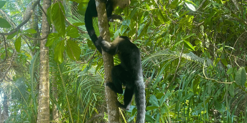 costa-rica-family-friendly-wildlife-volunteering-on-the-pacific-coast-19