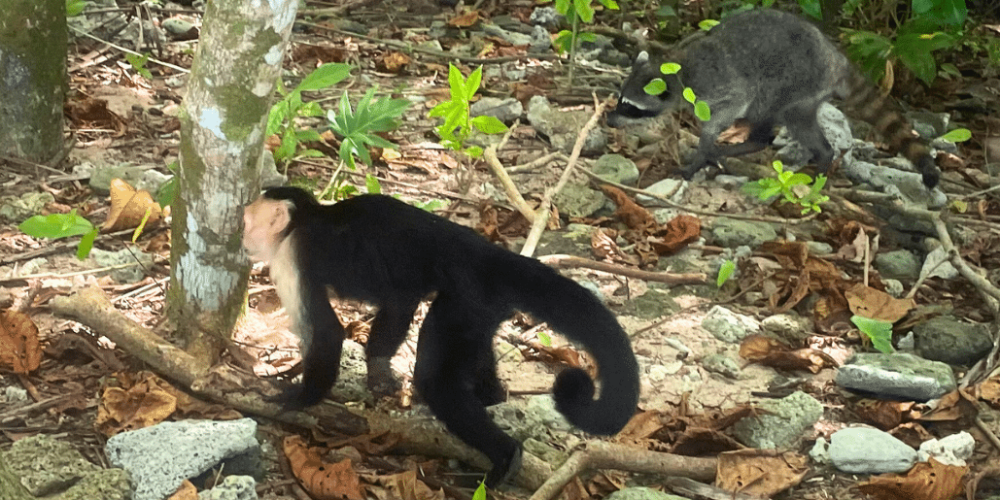 costa-rica-family-friendly-wildlife-volunteering-on-the-pacific-coast-20