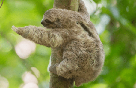 costa-rica-family-friendly-wildlife-volunteering-on-the-pacific-coast-main-1