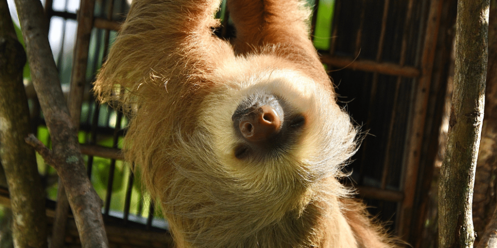 costa-rica-pre-vet-sloth-and-wildlife-rescue-center-16