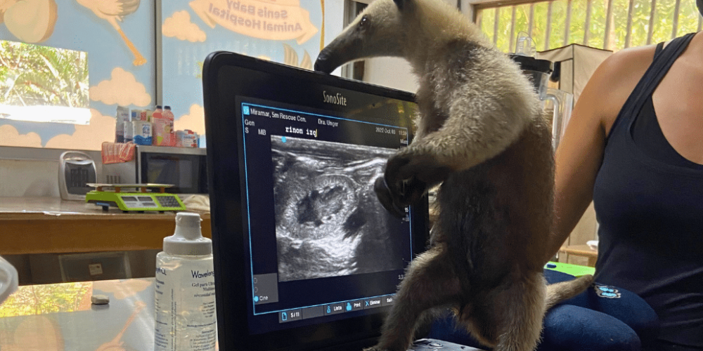 costa-rica-pre-vet-sloth-and-wildlife-rescue-center-2