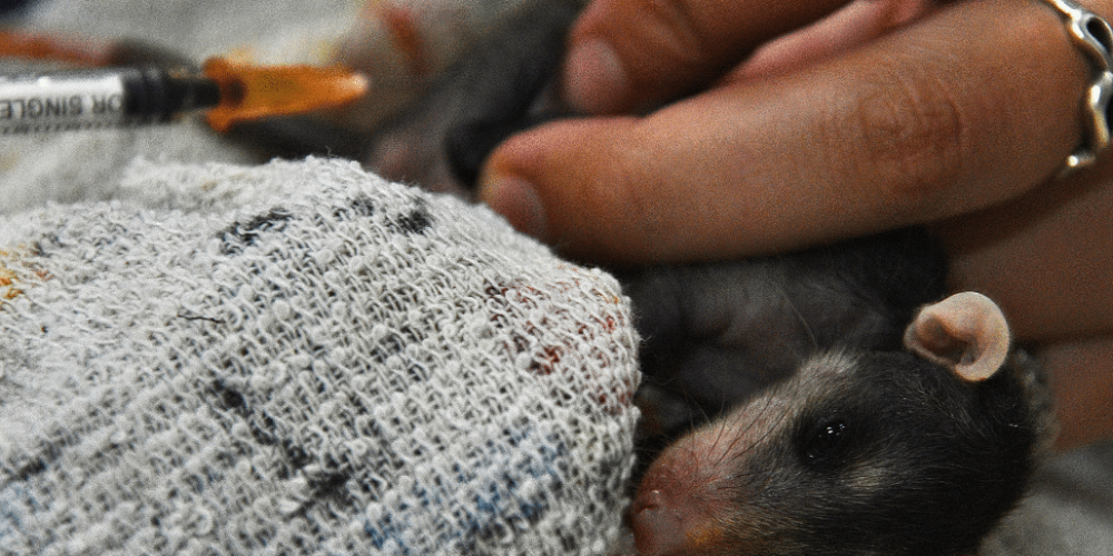 costa-rica-pre-vet-sloth-and-wildlife-rescue-center-22