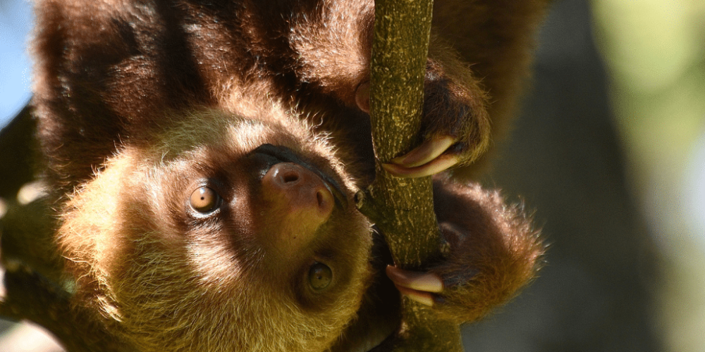 costa-rica-pre-vet-sloth-and-wildlife-rescue-center-23