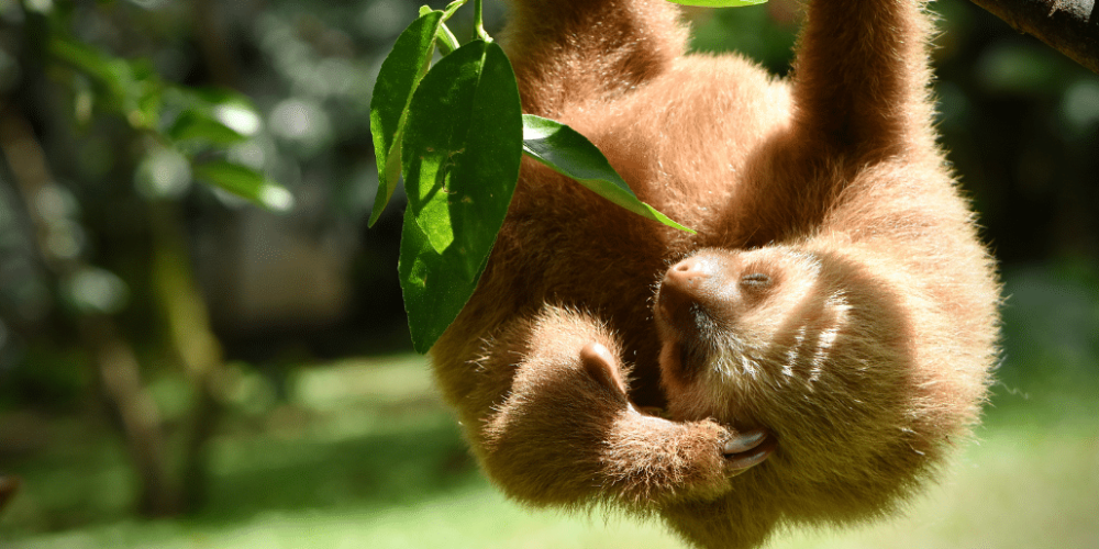 costa-rica-pre-vet-sloth-and-wildlife-rescue-center-4