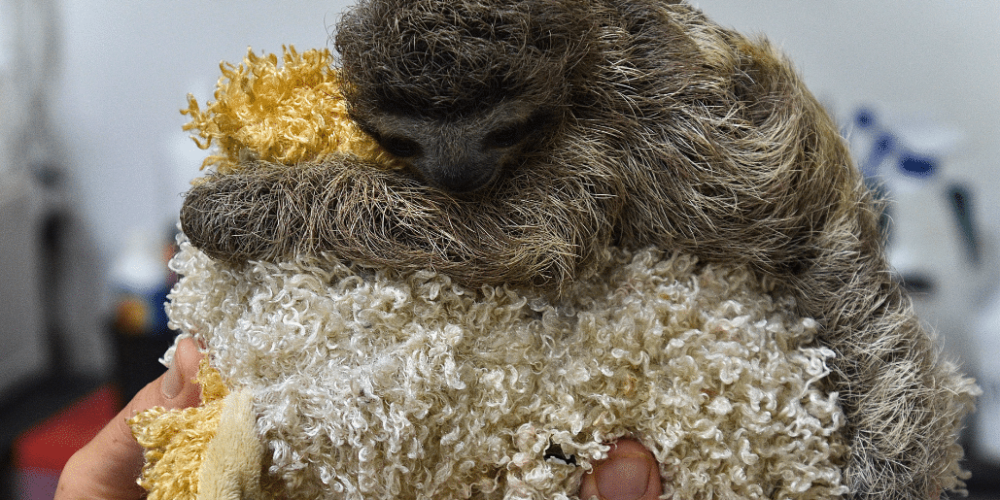 costa-rica-pre-vet-sloth-and-wildlife-rescue-center-7