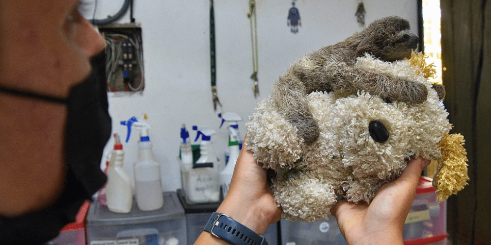 costa-rica-pre-vet-sloth-and-wildlife-rescue-center-8