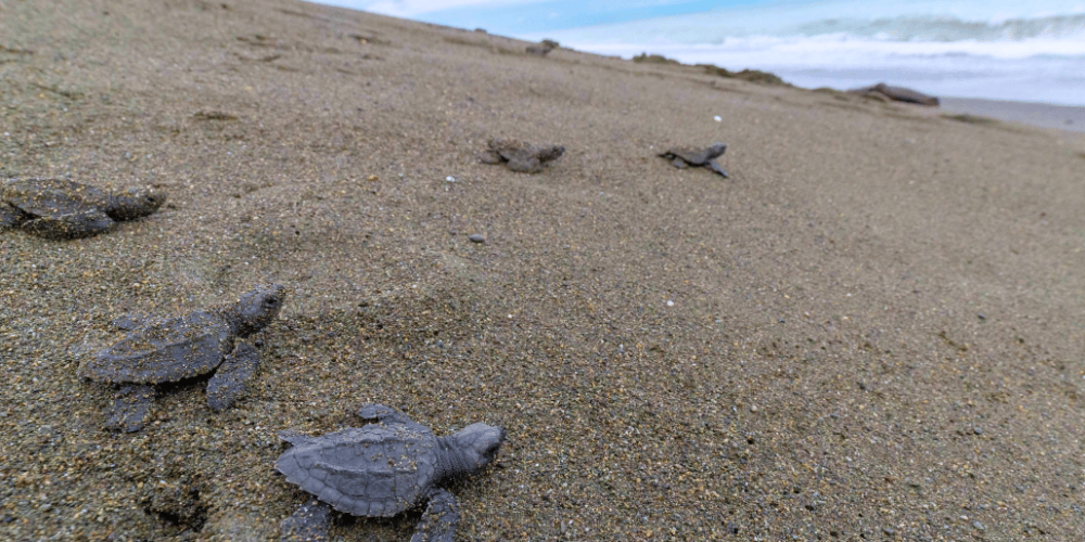 costa-rica-sea-turtle-volunteering-adventure-tour-for-teenagers1