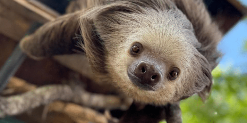 costa-rica-sloth-and-wildlife-rescue-center-aug24-1