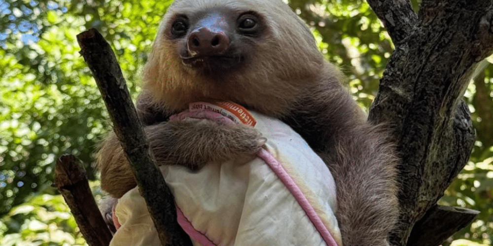 costa-rica-sloth-and-wildlife-rescue-center-aug24-2