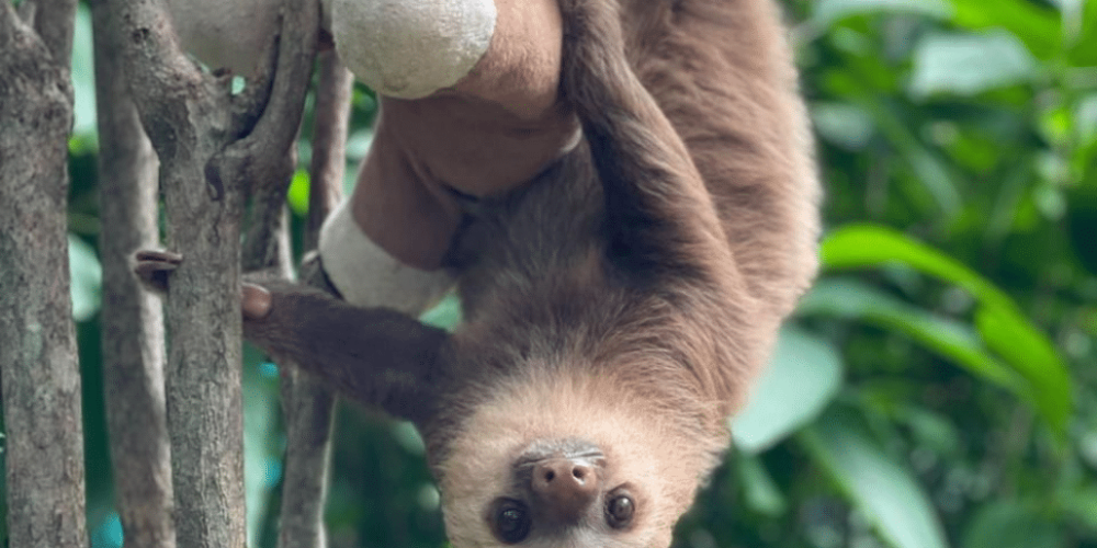 costa-rica-sloth-and-wildlife-rescue-center-aug24-4