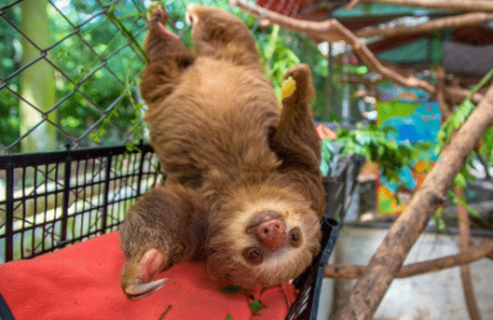 costa-rica-sloth-and-wildlife-rescue-center-main-6