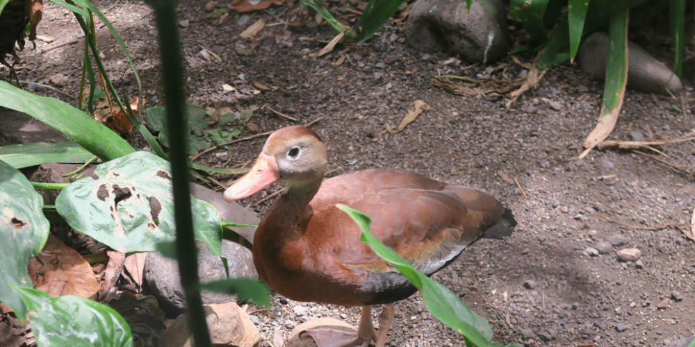 costa-rica-wild-animal-rescue-and-rehabilitation-in-san-jose13