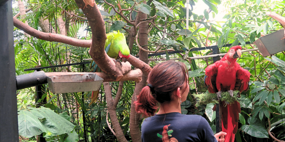 costa-rica-wild-animal-rescue-and-rehabilitation-in-san-jose17