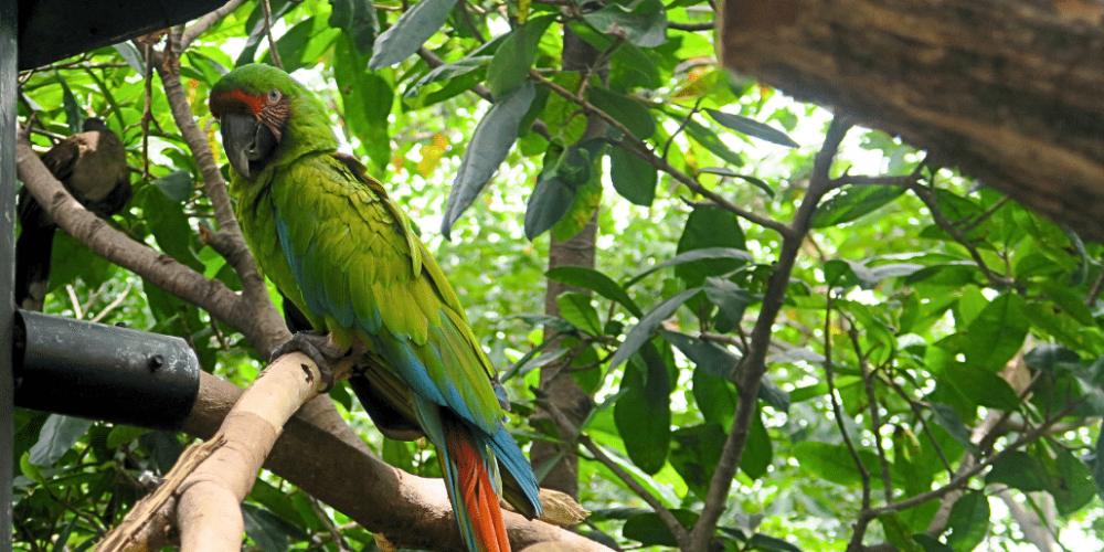 costa-rica-wild-animal-rescue-and-rehabilitation-in-san-jose20