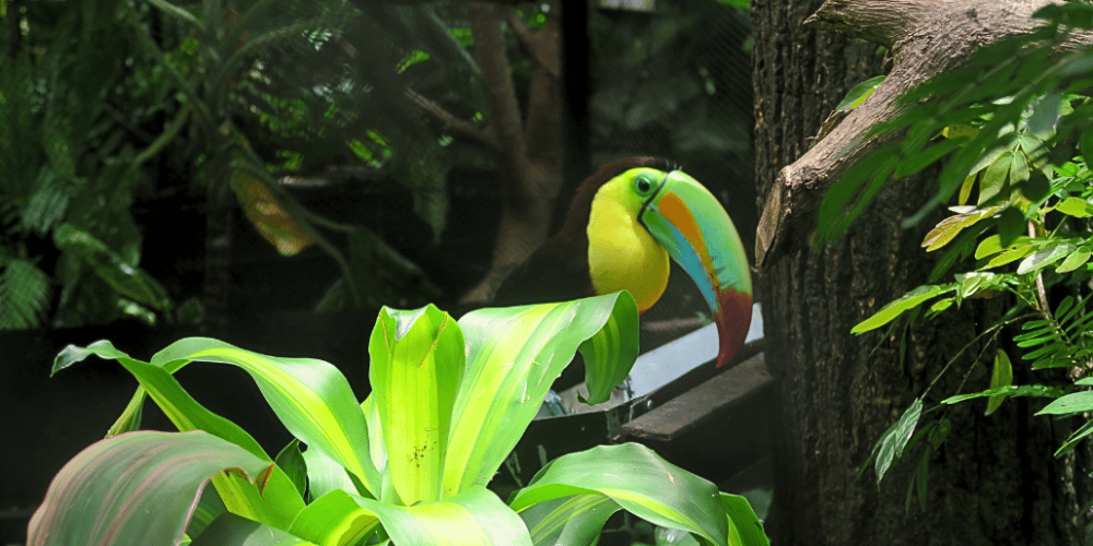 costa-rica-wild-animal-rescue-and-rehabilitation-in-san-jose23