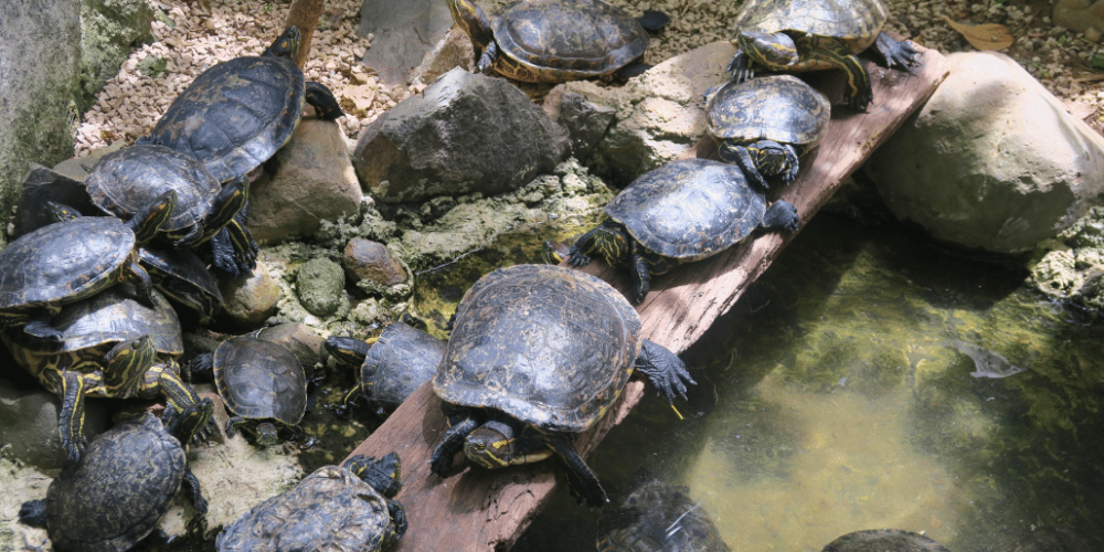 costa-rica-wild-animal-rescue-and-rehabilitation-in-san-jose3