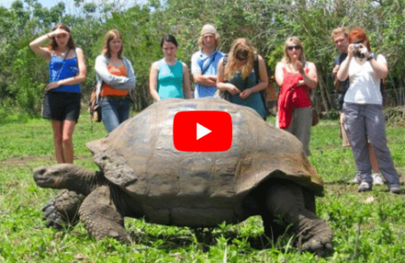 ecuador-giant-tortoise-center-in-galapagos-main3