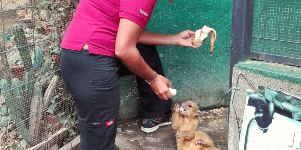 guatamala-tropical-wildlife-rescue-cente-1