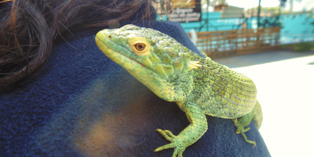 guatamala-tropical-wildlife-rescue-cente-3