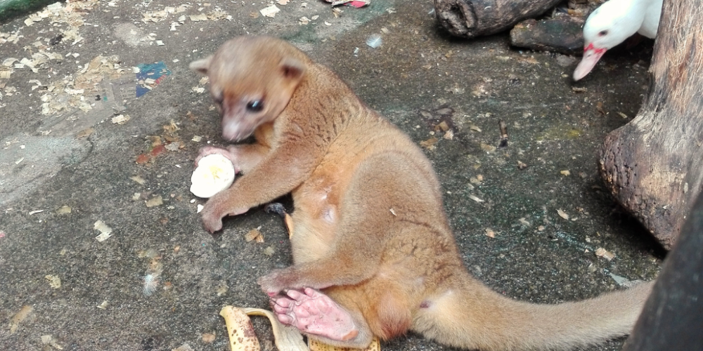 guatamala-tropical-wildlife-rescue-cente-31