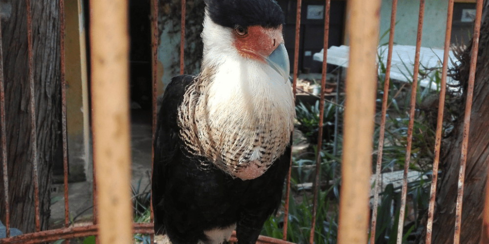 guatamala-tropical-wildlife-rescue-cente-34