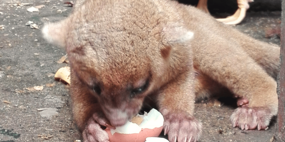 guatamala-tropical-wildlife-rescue-cente-35