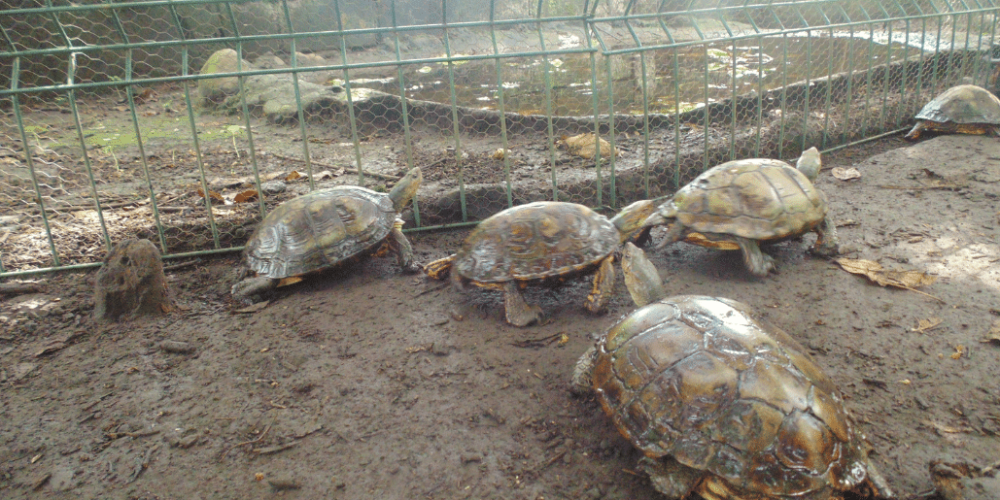 guatamala-tropical-wildlife-rescue-cente-6