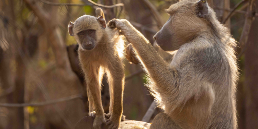 malawiwildlife-rescue-center-20244