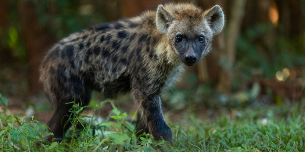 malawiwildlife-rescue-center-20245