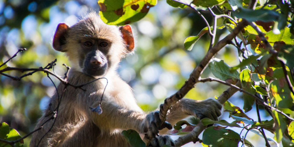 malawiwildlife-rescue-center-20246