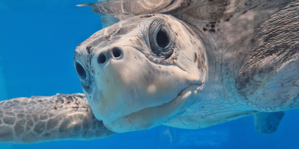 maldives-sea-turtle-conservation-2024-11