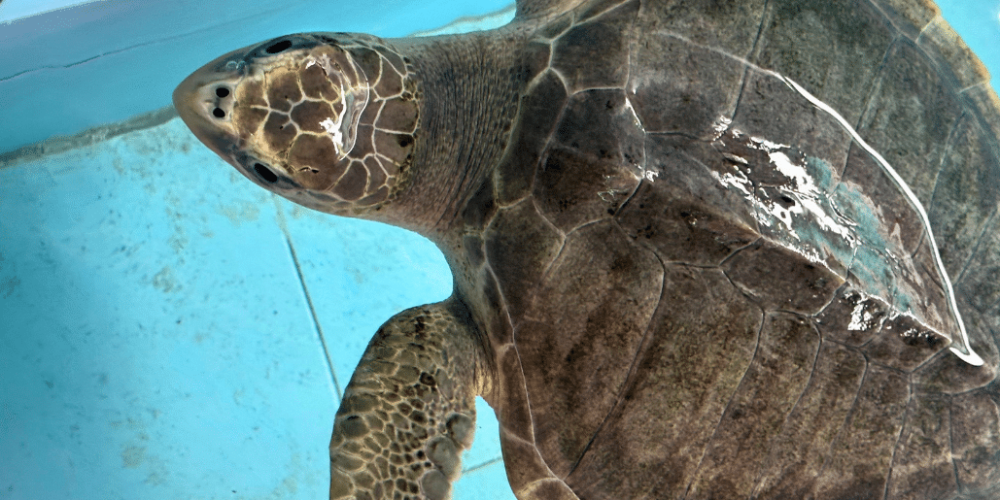 maldives-sea-turtle-conservation-2024-16