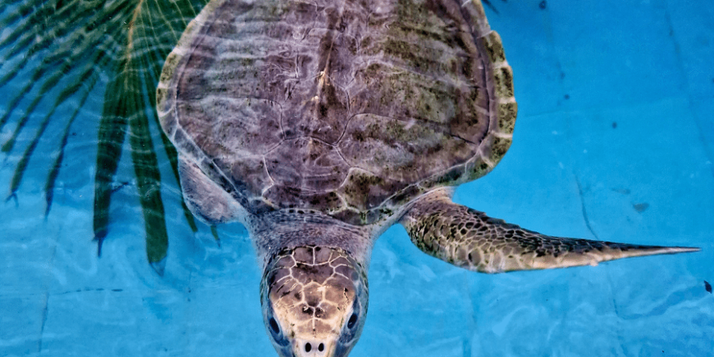 maldives-sea-turtle-conservation-2024-19