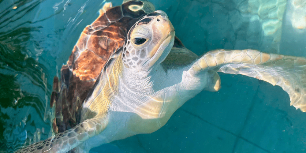 maldives-sea-turtle-conservation-2024-25