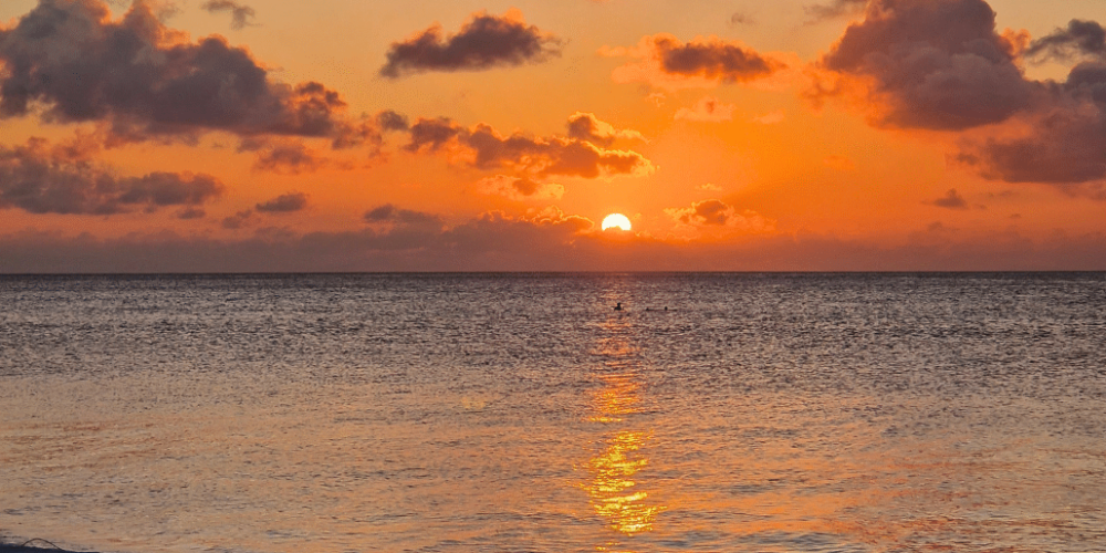 maldives-sea-turtle-conservation-2024-3