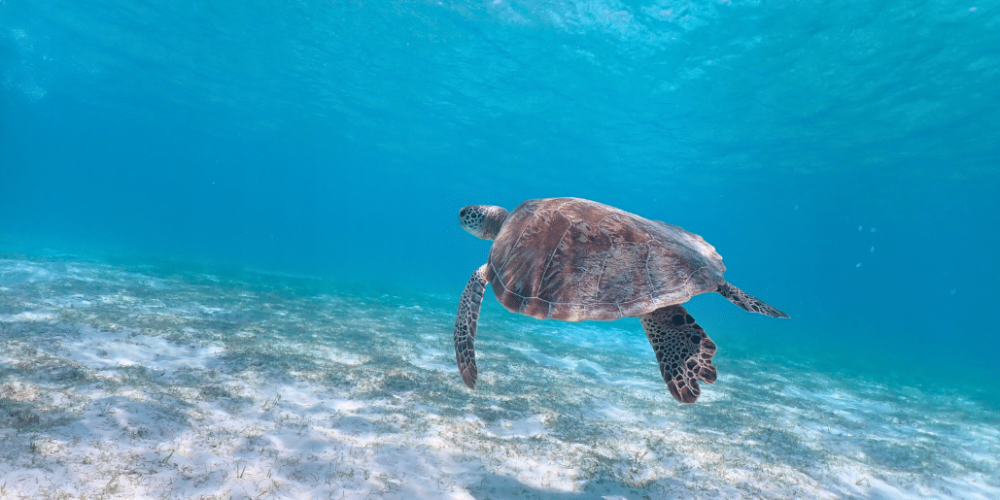 maldives-sea-turtle-conservation-2024-39