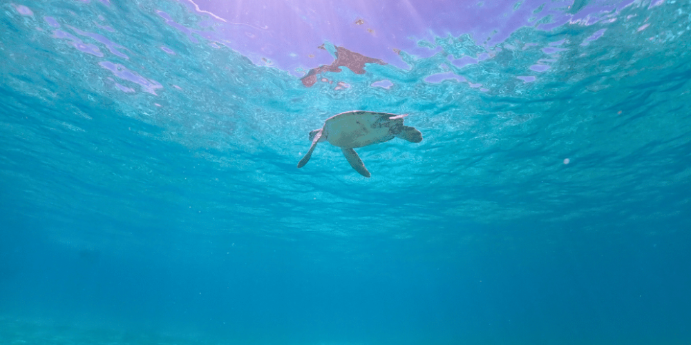 maldives-sea-turtle-conservation-2024-43