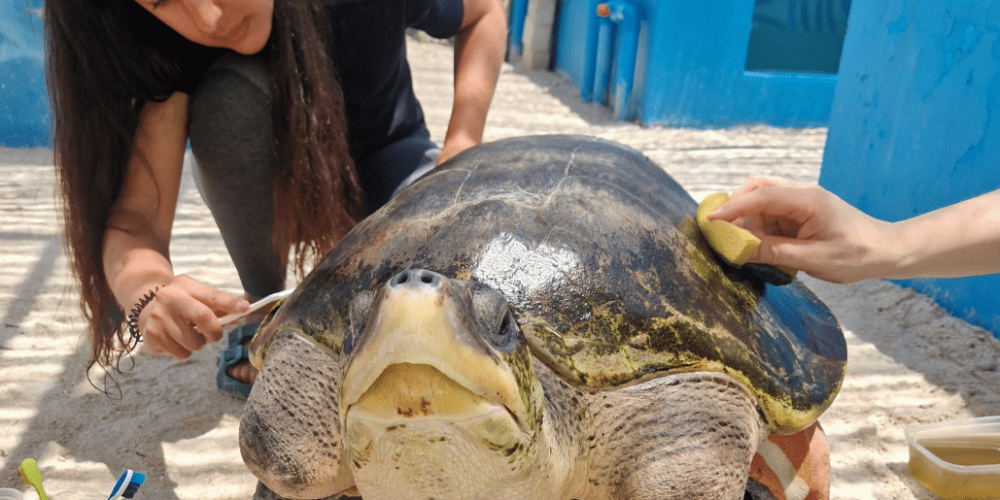 maldives-sea-turtle-conservation-2024-50