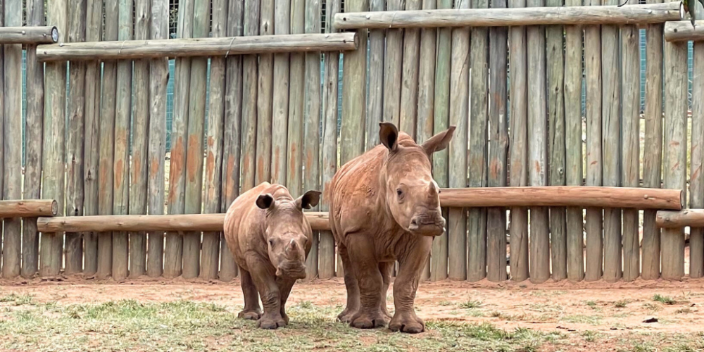 south-africa-rhino-orphan-sanctuary-new2025-10