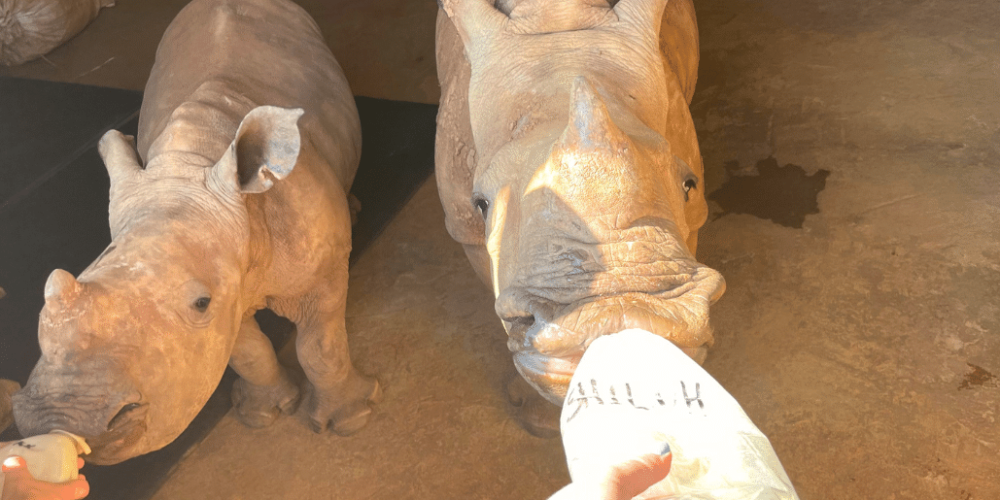 south-africa-rhino-orphan-sanctuary-new2025-2