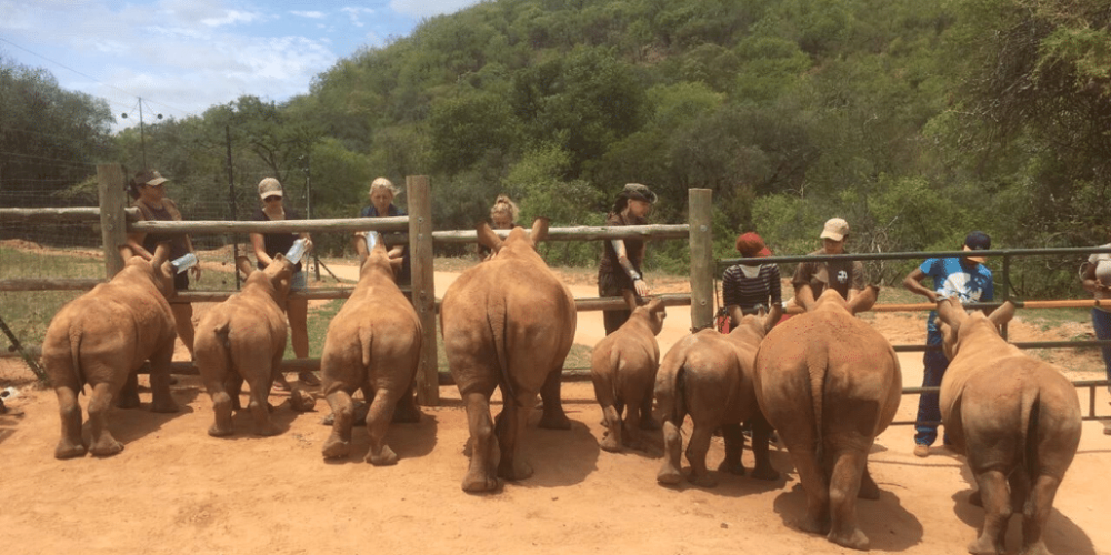 south-africa-rhino-orphan-sanctuary-new2025-3