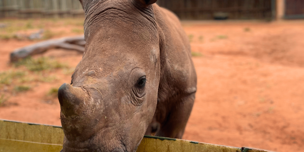 south-africa-rhino-orphan-sanctuary-new2025-5