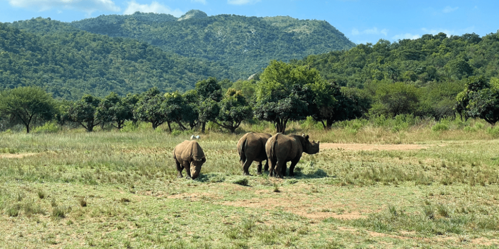 south-africa-rhino-orphan-sanctuary-new2025-6