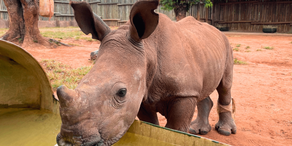 south-africa-rhino-orphan-sanctuary-new2025-7