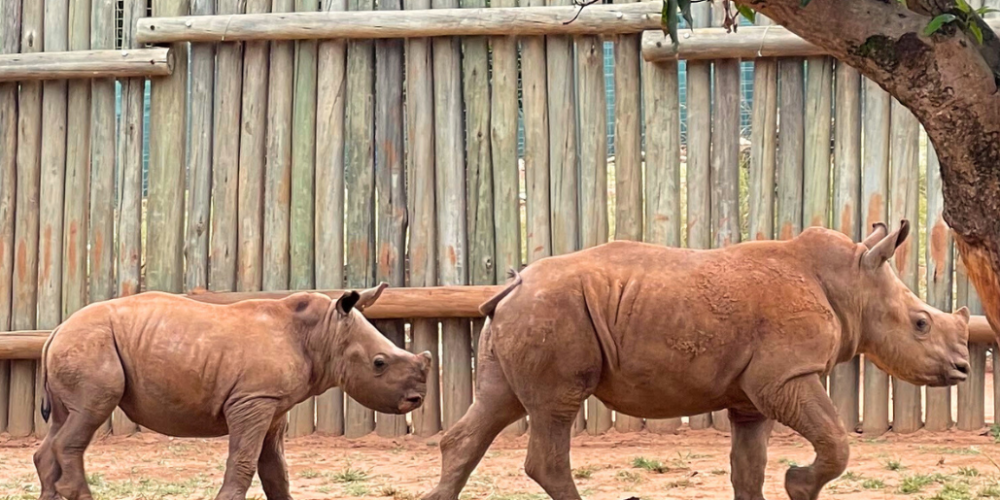 south-africa-rhino-orphan-sanctuary-new2025-9