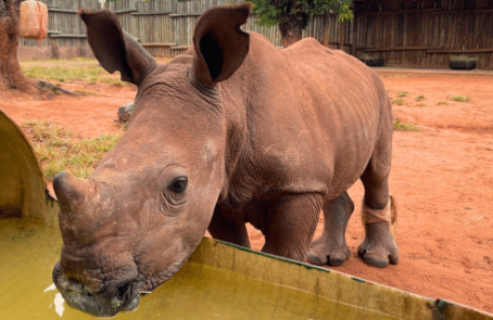 south-africa-rhino-orphan-sanctuary-new2025-main-2